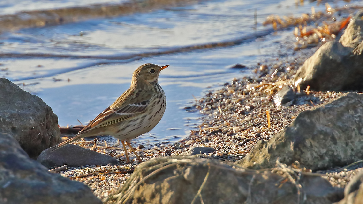 Water Pipit
